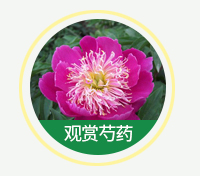 觀(guān)賞芍藥