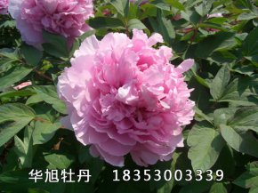 藍芙蓉
