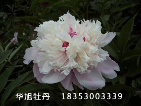 芍藥的形態(tài)特征及生態(tài)習(xí)性