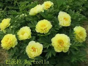 觀(guān)賞牡丹的種植技術(shù)之栽植