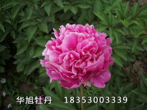芍藥花的養(yǎng)殖方法和注意事項(xiàng)