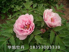 觀(guān)賞牡丹的種植技術(shù)之病蟲(chóng)害防治