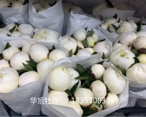 芍藥鮮切花-公爵夫人