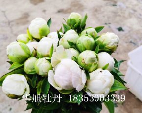 芍藥鮮切花-奶油碗