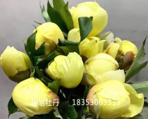 芍藥鮮切花-巴茨拉