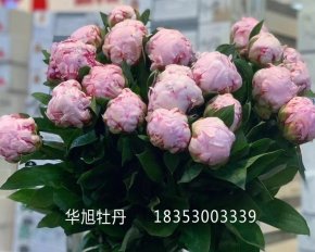 芍藥鮮切花-弗萊明