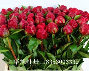 芍藥鮮切花-紅色魅力