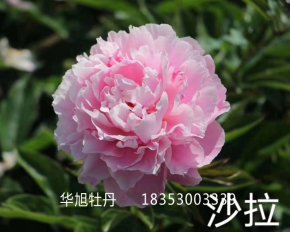 進(jìn)口芍藥品種-沙拉