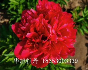 進(jìn)口芍藥品種-紅色魅力