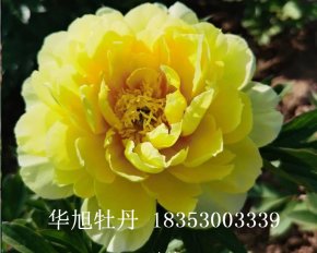 進(jìn)口芍藥品種-巴茨拉