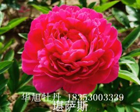 進(jìn)口芍藥品種-堪薩斯