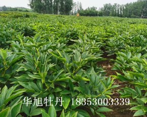 種植基地-進(jìn)口切花芍藥