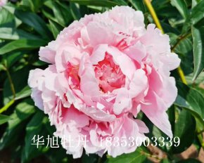 進(jìn)口芍藥品種-弗萊明