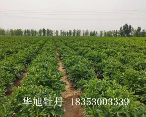 種植基地-進(jìn)口切花芍藥