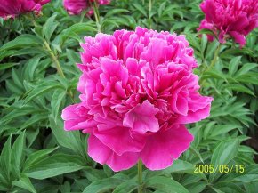 銀線(xiàn)繡紅袍